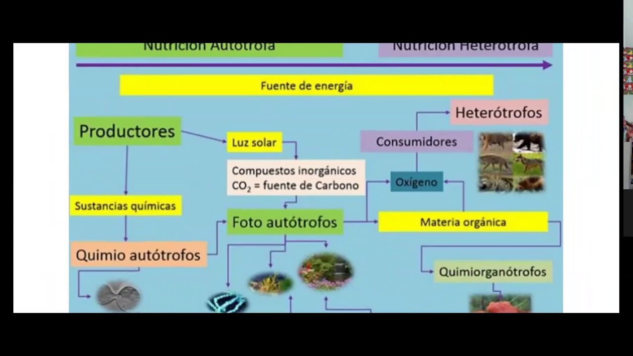 Nutrición en plantas y animales YouTube Nutrición en plantas y animales YouTube