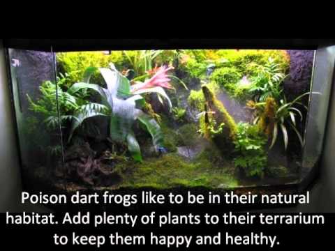video phone beyonce mp3 How to keep poison dart frogs (Part 1): The Enclosure