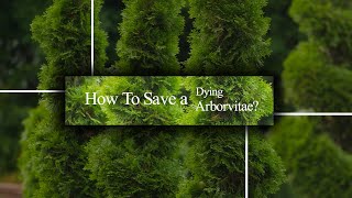 5 Potential Methods To Save Dying Arborvitae