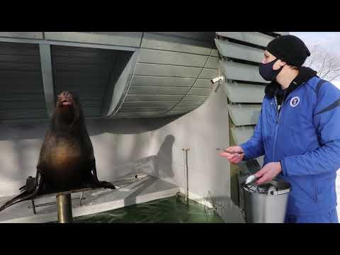 Video: Šiaurės jūrų muziejus Archangelske: ekspozicijos, lauko eksponatai, apžvalgos