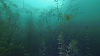 Velenjsko Jezero Potop - Junij 2018