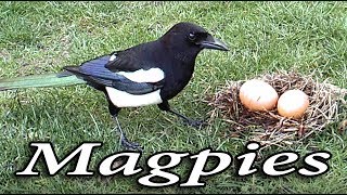 Magpies & Eggs