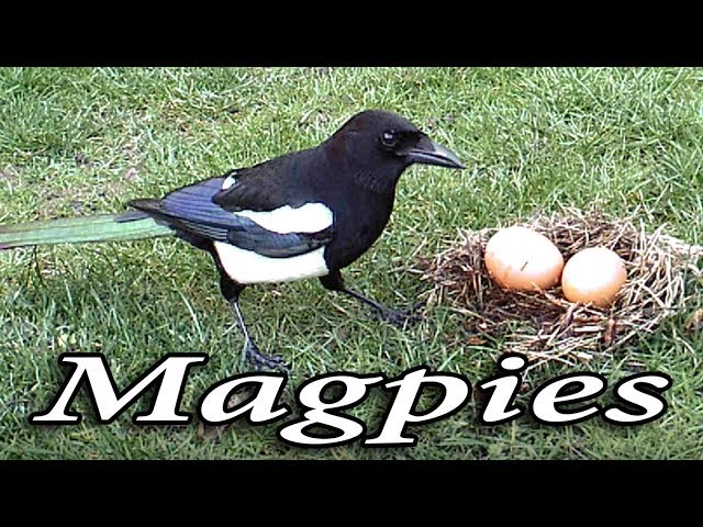 Magpie's Nest — menacing egg