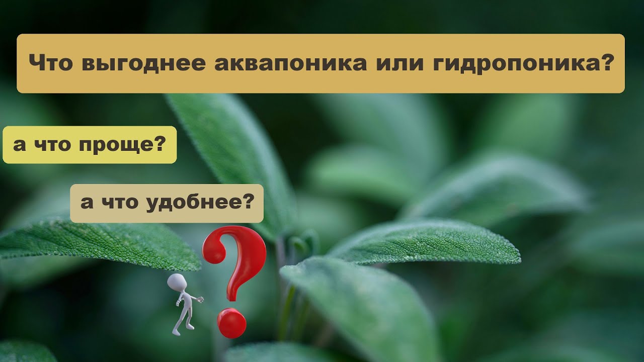 Что выгоднее и проще аквапоника или гидропоника?