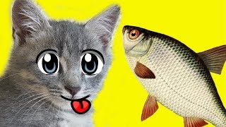 РЕАКЦИЯ КОТА МАКСА НА РЫБУ РЕАКЦИЯ КОТА МАКСА НА РЫБУ