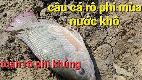 câu cá rô phi mùa nước khô. giật mỏi tay