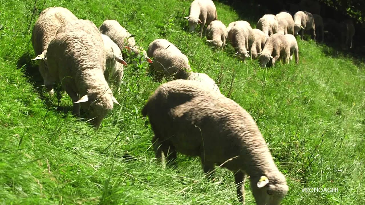 La géolocalisation des cheptels ovins