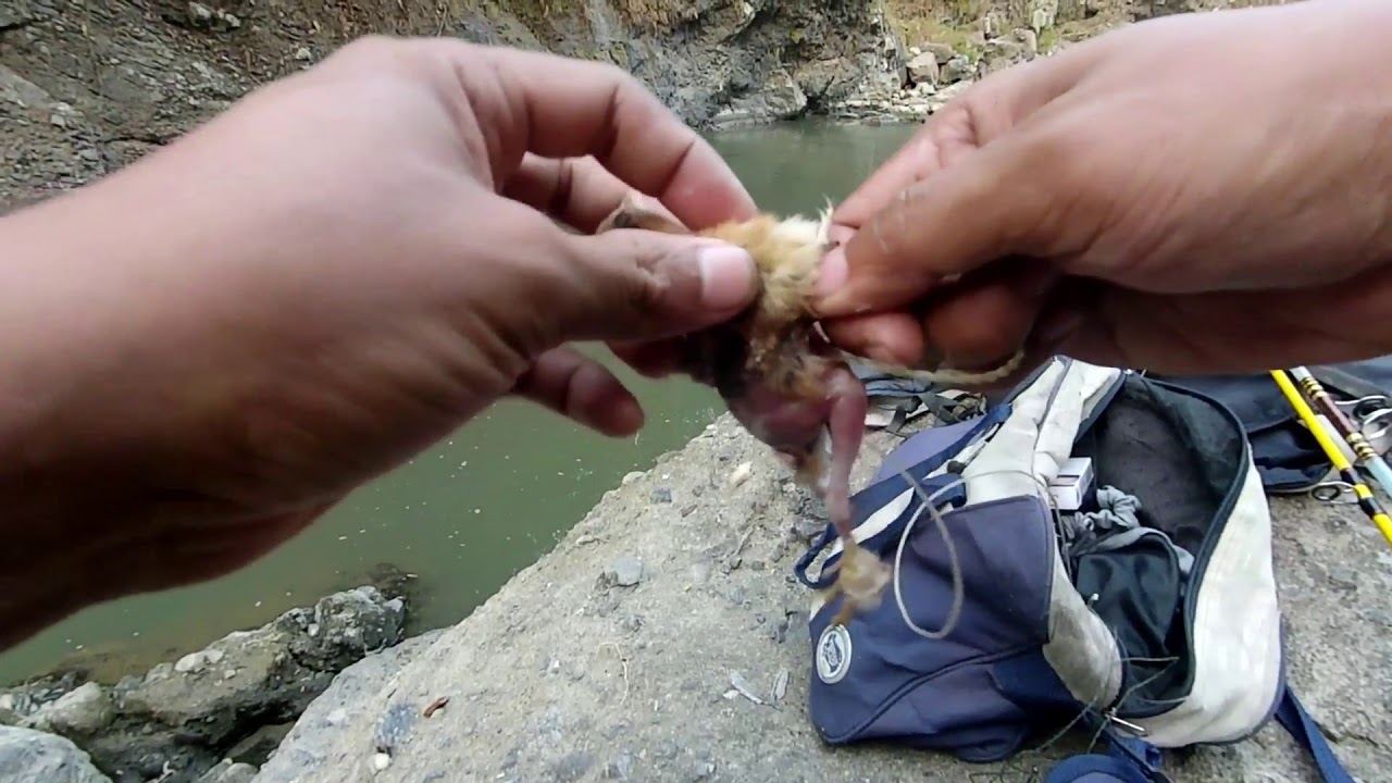 vlog mancing sidat banjarnegara lagi umpan ayam kecil
