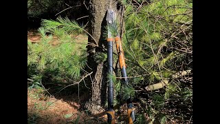 Pruning Pine Trees 2