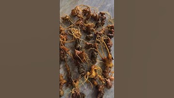 500gram sâm còi làng măng ri kon tum ngon già đanh lợi củ ngâm mật ngậm rượu bao ngon #sâm_ngọc_linh