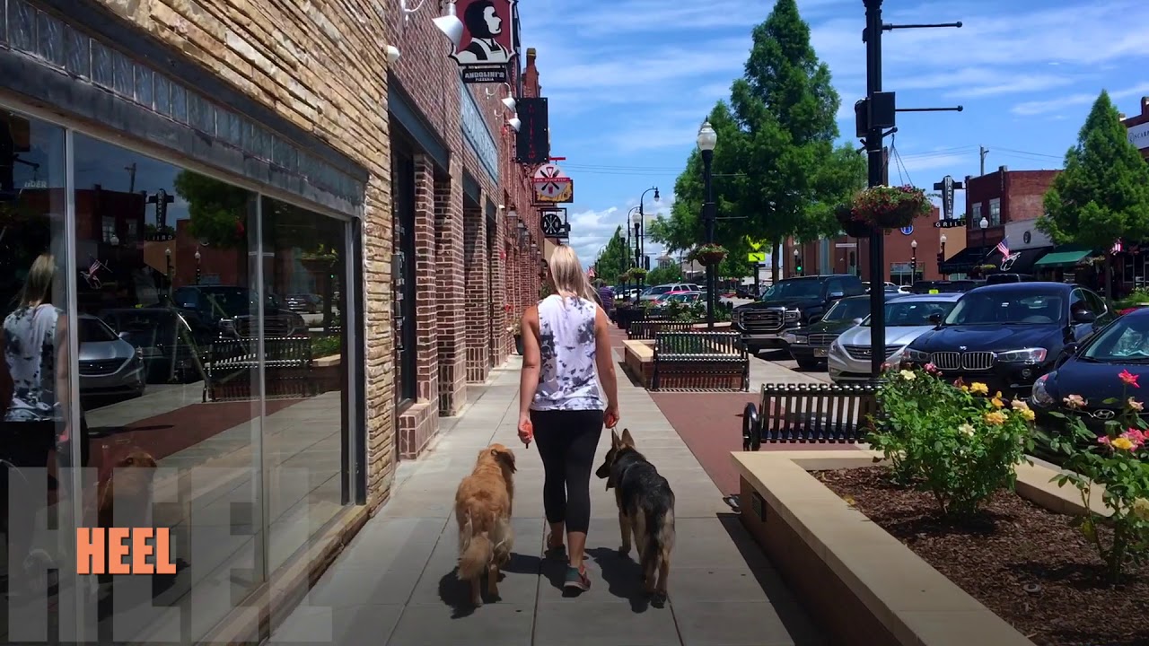 3 Year Old Golden Retriever | Best Dog Training Oklahoma | Board and Train Camp