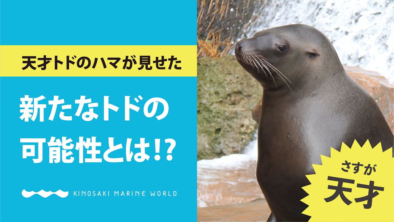 さすが天才 新トレーニングで発見した 新たなトドの可能性とは 城崎マリンワールド Youtube