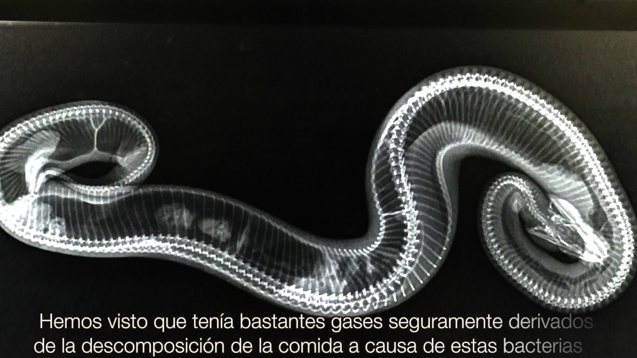 CAP 121. VETERINARIO DE SERPIENTES. Estomatitis en una Python regius ...