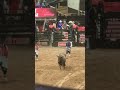 Bull riding #fyp
