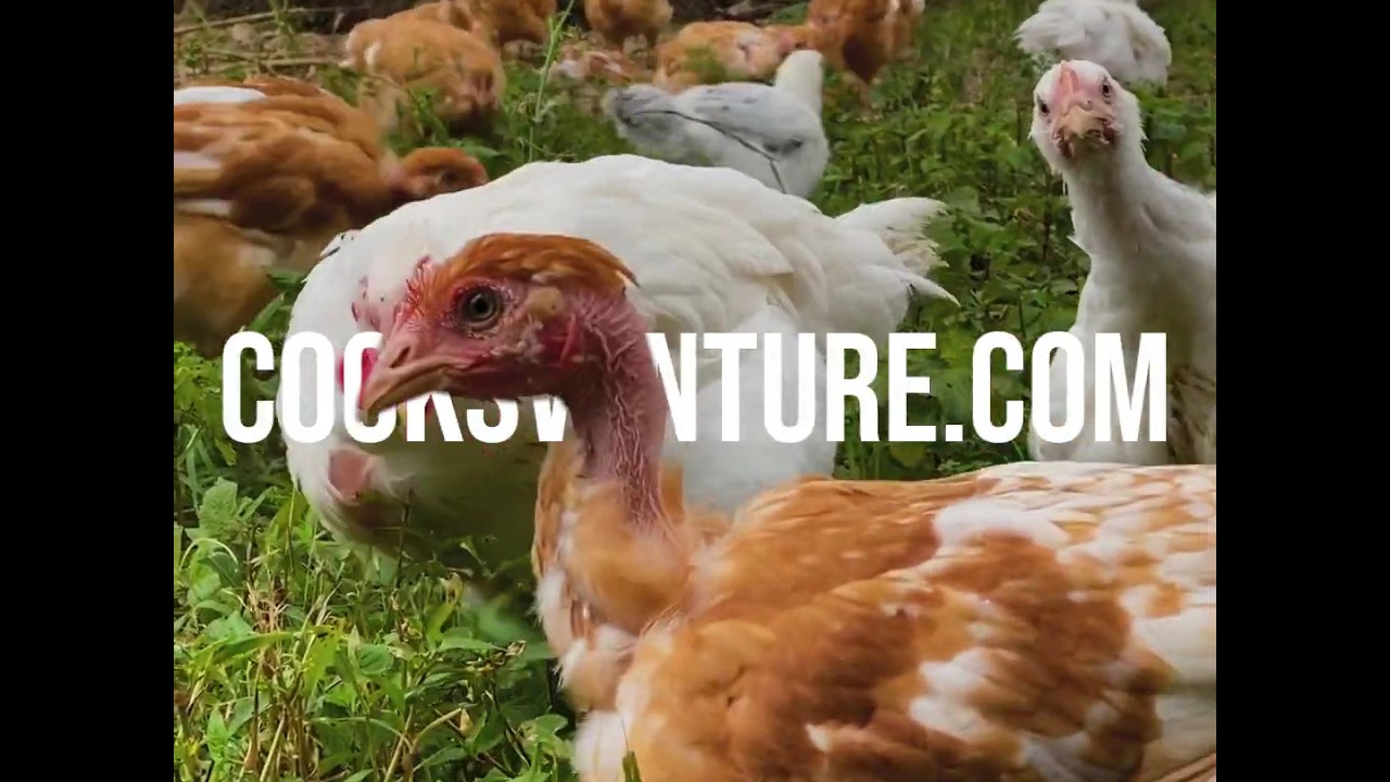  Free-range Whole Young Chicken Certified Humane NON