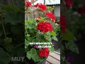 5 plantas que todos deberían tener en casa o en el jardín