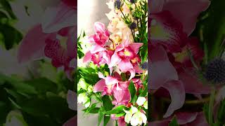 Beautiful Flower Collection |#Flowers #Short