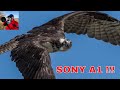 Sony A1 and 200-600 real world review shooting wildlife. Is it the right combo ?