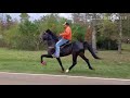 The Fastest Speed Racking Horse In Mississippi!!! Bring Out The Big Gunz