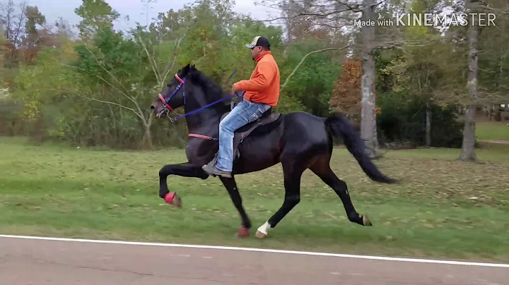 The Fastest Speed Racking Horse In Mississippi!!! ...