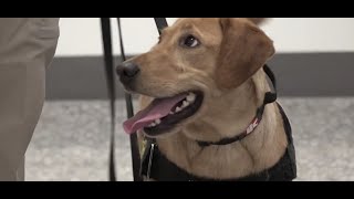 Meet the new K-9s of a bomb-sniffing team for the Las Vegas Convention Center
