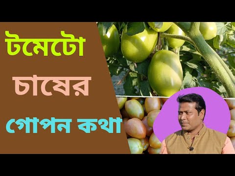 ভিডিও: সালসার জন্য সেরা ধরনের টমেটো কি?