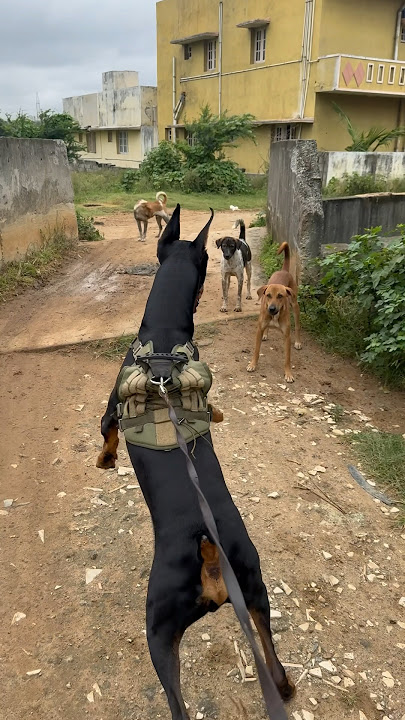 Street Fight 🐕‍🦺#streetdog #dogfight #doberman # #trending #straydogs