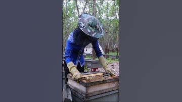 grasshopper farming in uganda, grasshopper farming in kenya,