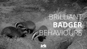 Meet the family 🦡 Brilliant badger behaviours caught on trail cameras