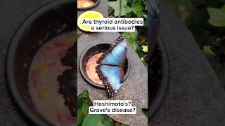 Are thyroid antibodies a serious issue? #ttc #thyroid #hashimotos #graves