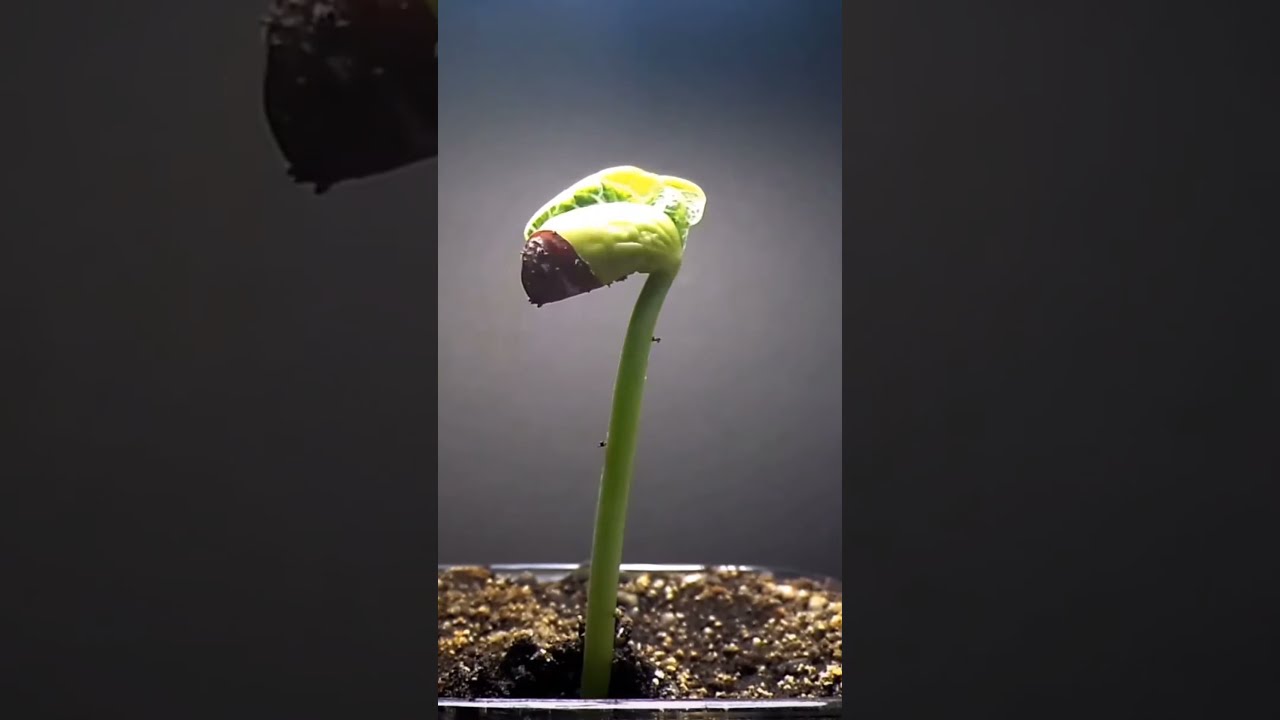 Seed Germination 