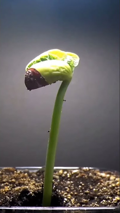 Seed Germination 🌱