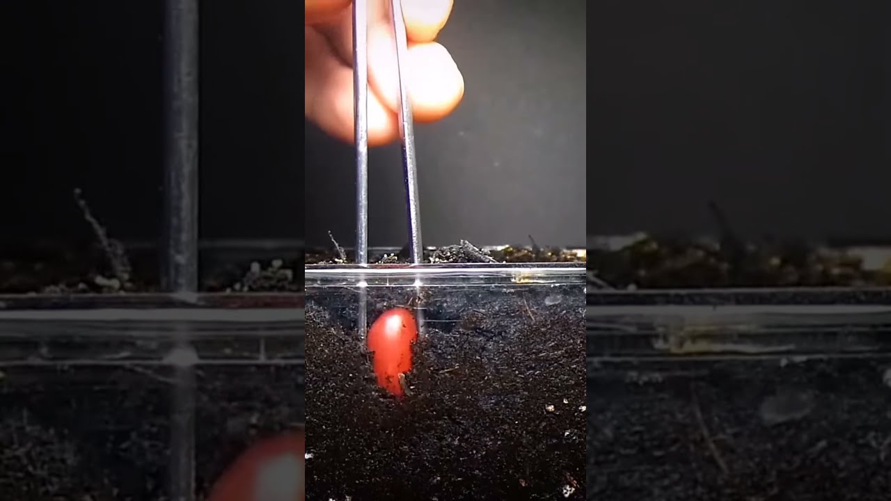 Seed Germination 🌱