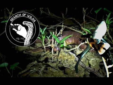 Search of wilds by Nick 8 งูหัวกะโหลก