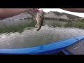 top water black bass- pesca en superficie de black bass