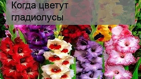 Когда цветут гладиолусы
