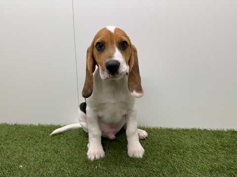 Video van Beagle Male Tricolor - PUP-ID 000970892 | Dierenhof Debrabandere