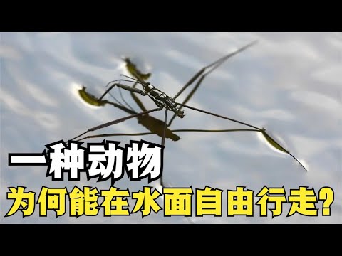 一种动物能在水面行走自如，无视地心引力，它是怎样做到的？