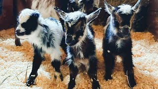 Oh my heart! ❤️ Honeysuckle triplets have arrived! by Sunflower Farm Creamery 122,890 views 12 days ago 2 minutes, 37 seconds