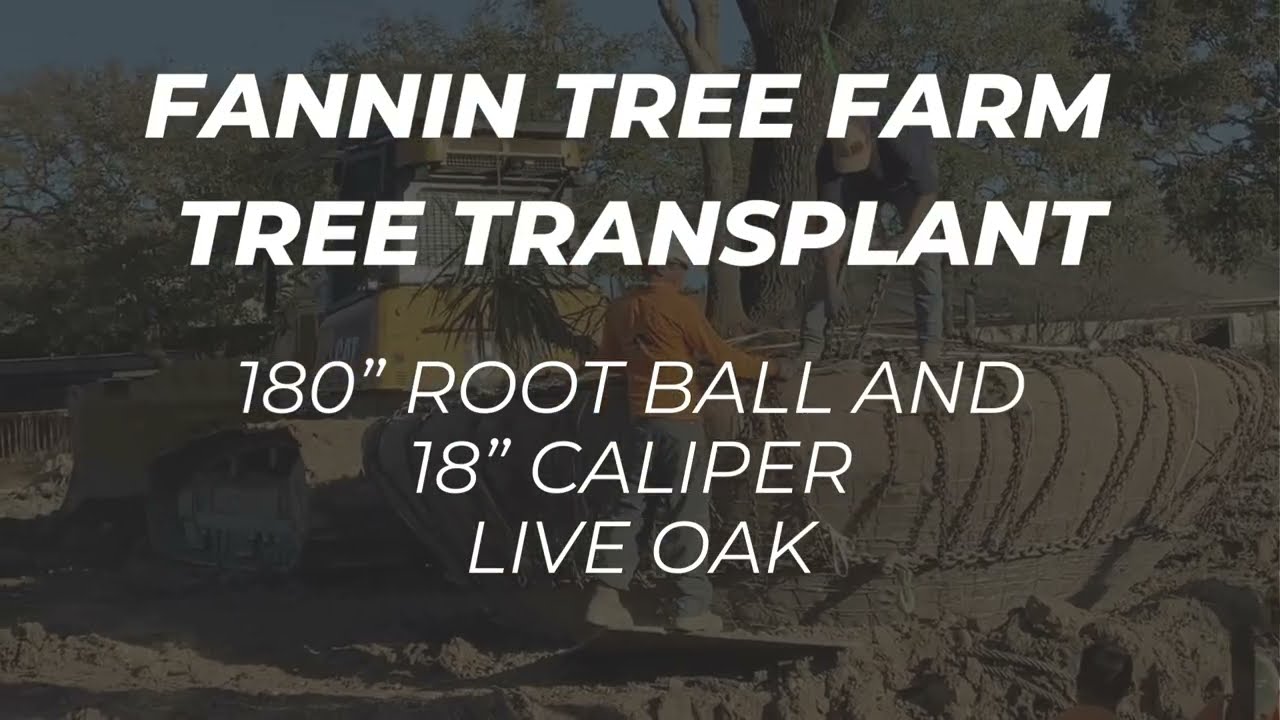 Fannin Tree Farm - Tree Transplant Project Feb 2024