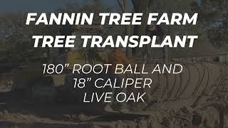 Fannin Tree Farm - Tree Transplant Project Feb 2024
