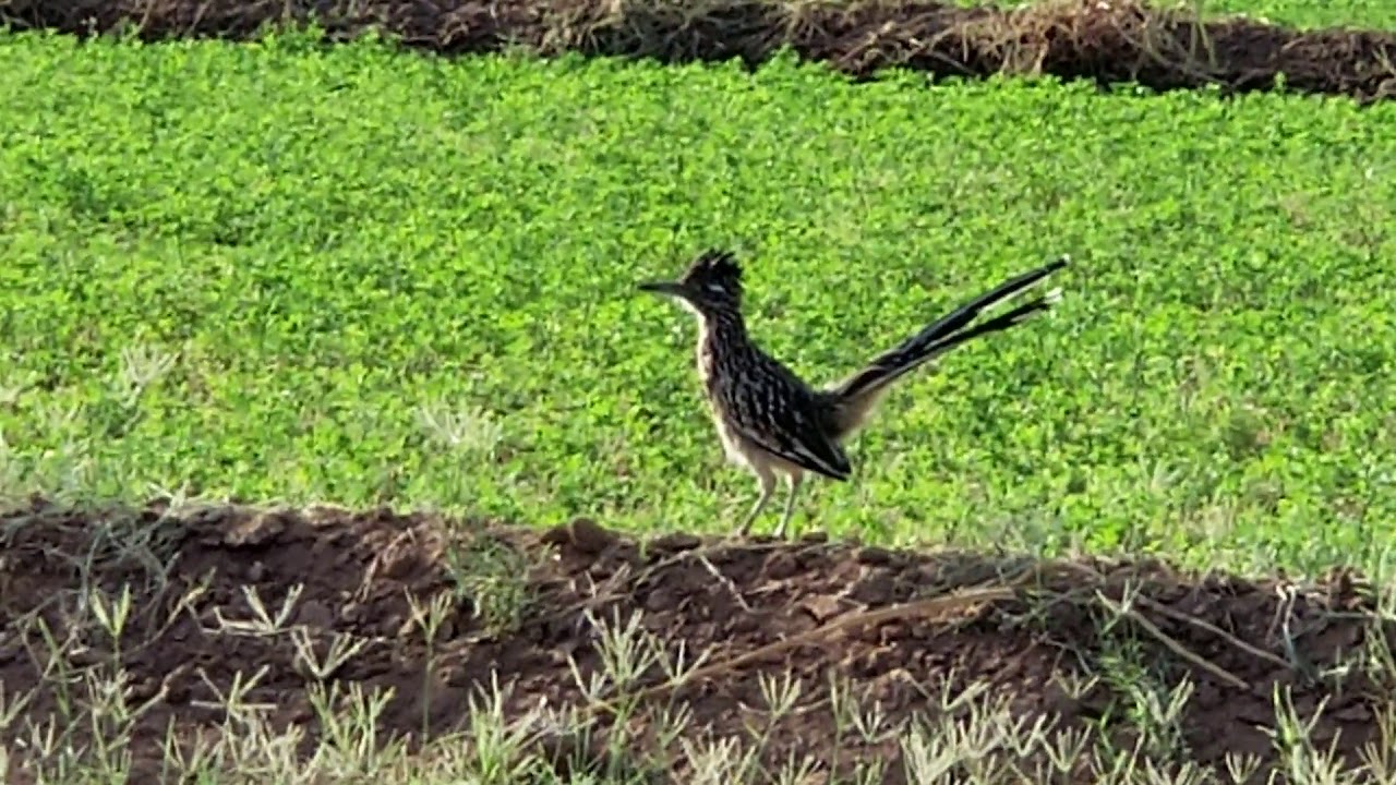 Roadrunner @ Zanjero Park in Gilbert, AZ early morning.