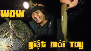 Khám Phá Cuộc Sống Về Đêm: Săn Cá Nheo Tự Nhiên 