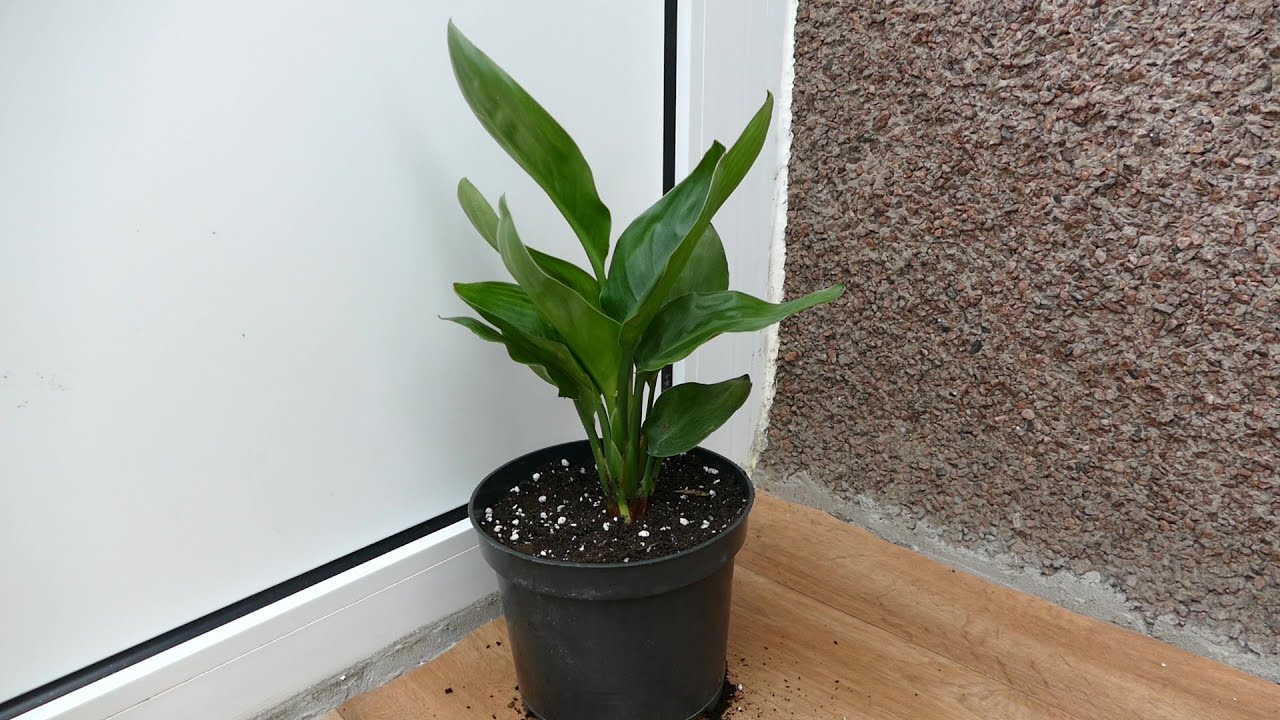 Introducing My New Bird Of Paradise Plant (Strelitzia) 