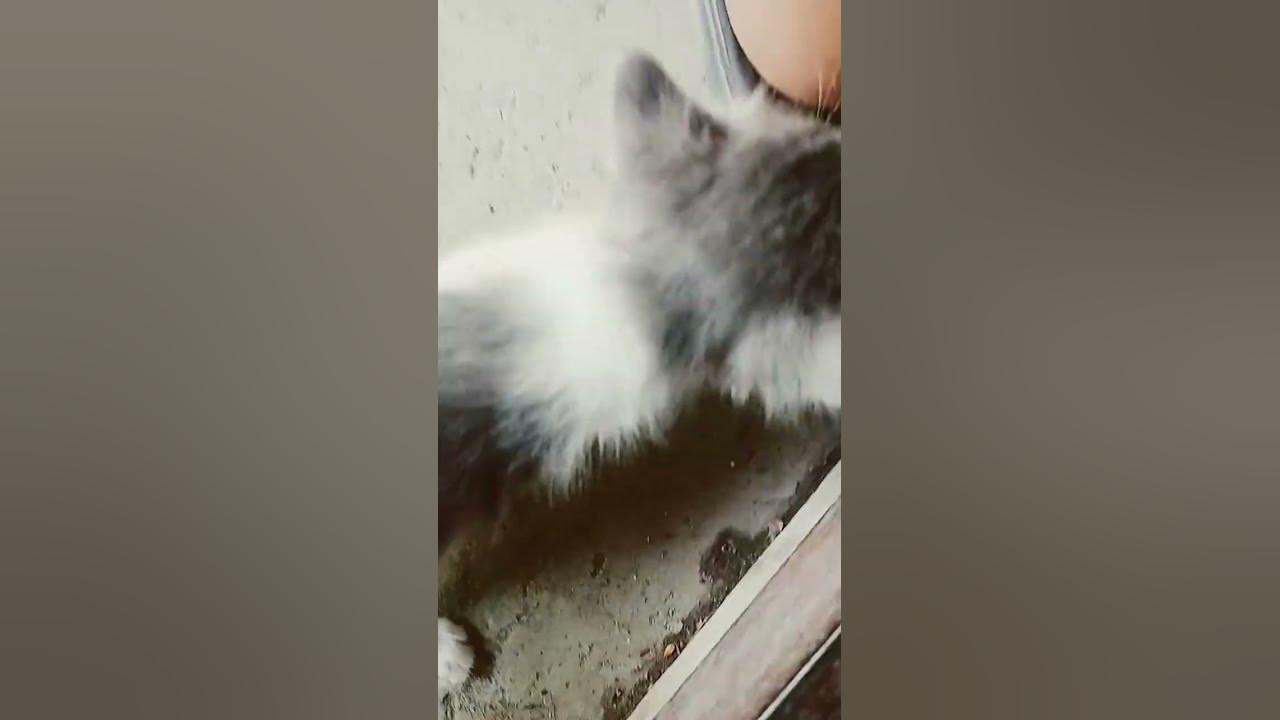 котек - YouTube