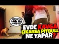 PİTBULL OLAN BİR EVDE KAVGA ÇIKARSA NE OLUR? PİTBULL PAŞAYA KIŞKIRTMA!