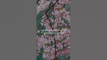 تلاوة هادئة تريح الأعصاب 😴🎧 القارئ: شريف مصطفى سورة: العنكبوت 💙❤