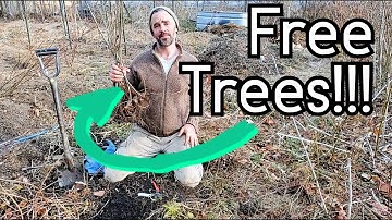 FREE TREES!  Copy trees with stool layering!