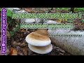 Лечебные свойства грибов 2 Березовый трутовик