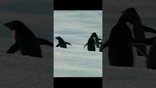La vida de los pingüinos #cienciadivertida #penguinawarenessday 🐧🐧🐧 La vida de los pingüinos #cienciadivertida #penguinawarenessday 🐧🐧🐧